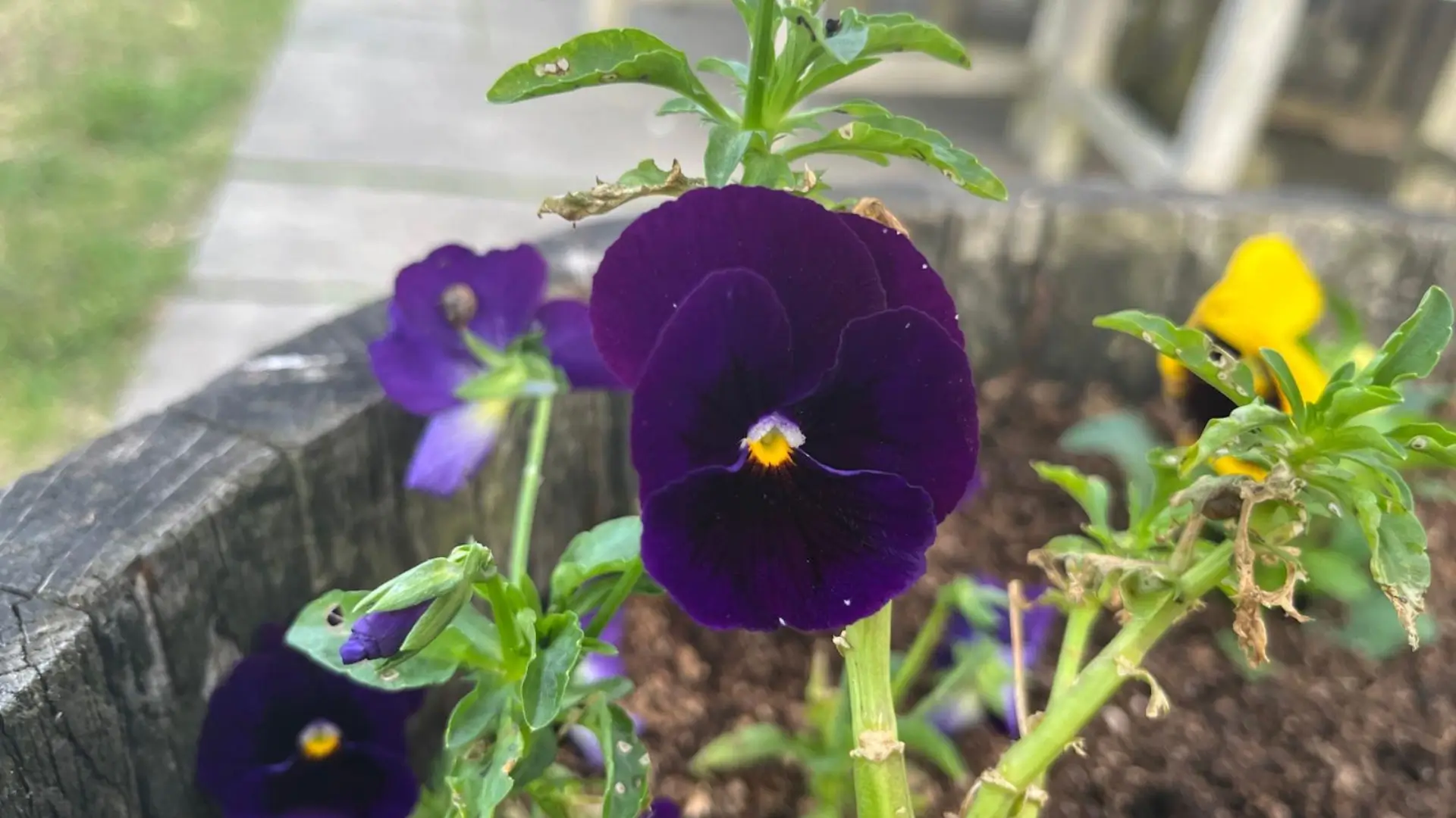 purple-flower